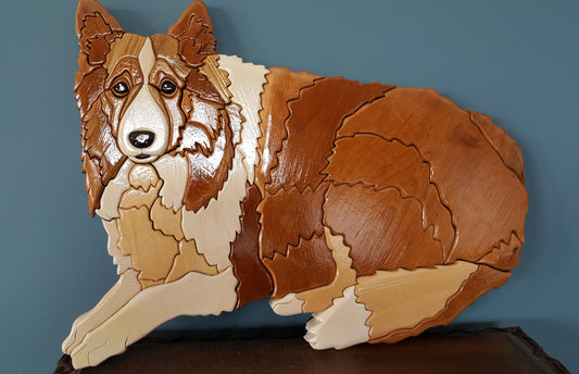 Dog - Sheltie