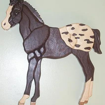 Colt - Appaloosa