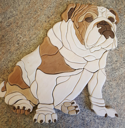 Dog - Bulldog Sitting